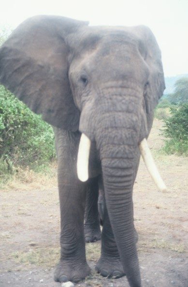 Elephant